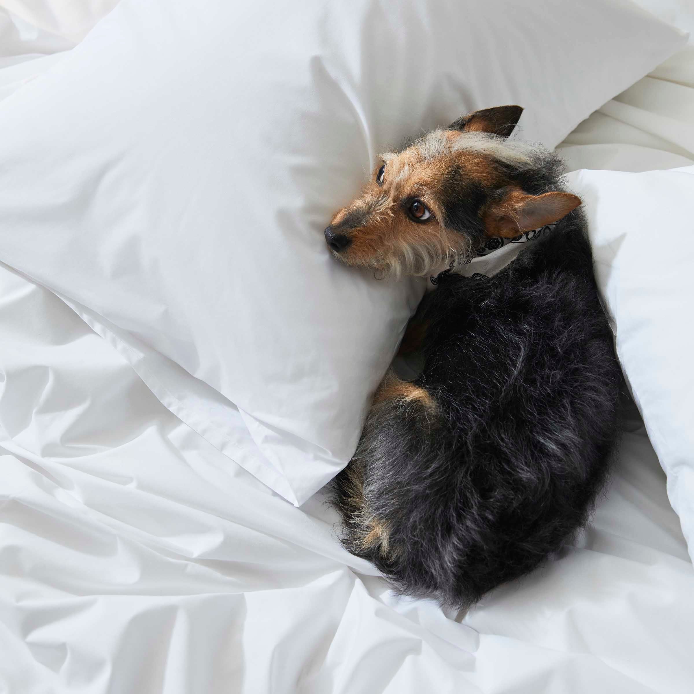 Classic Percale Duvet Cover F4