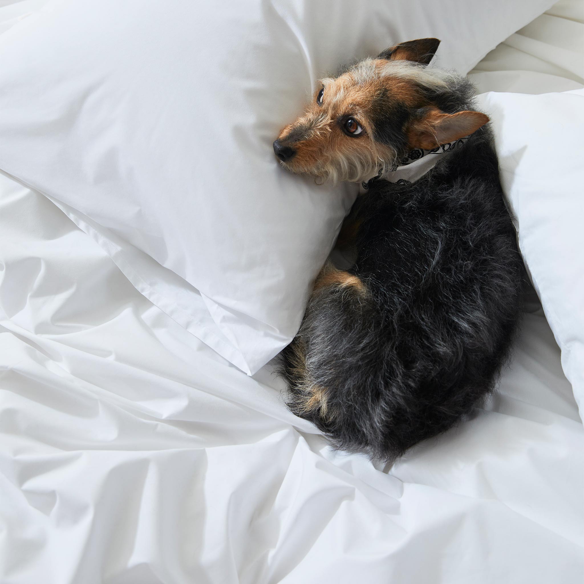 Classic Percale Core Sheet Set R8