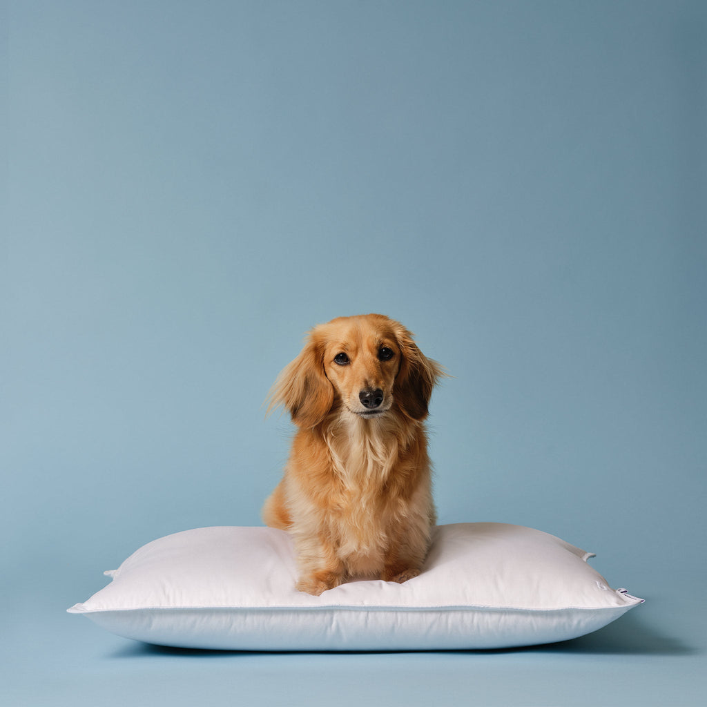 Down Pillow J6