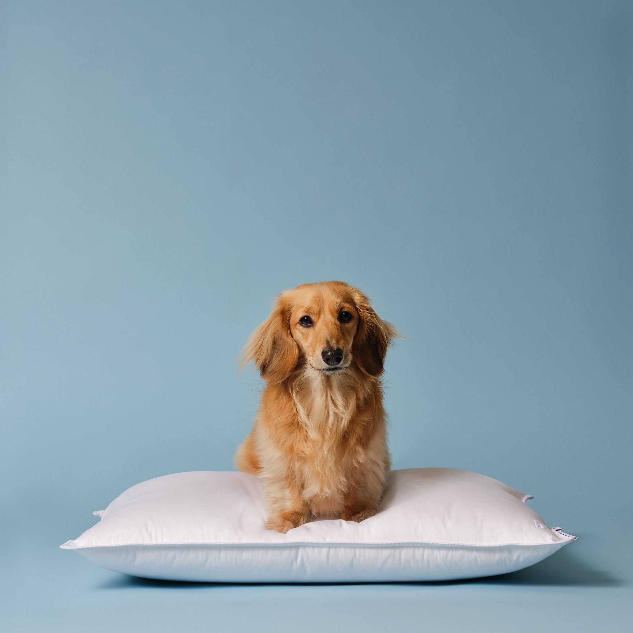 Down Pillow J6