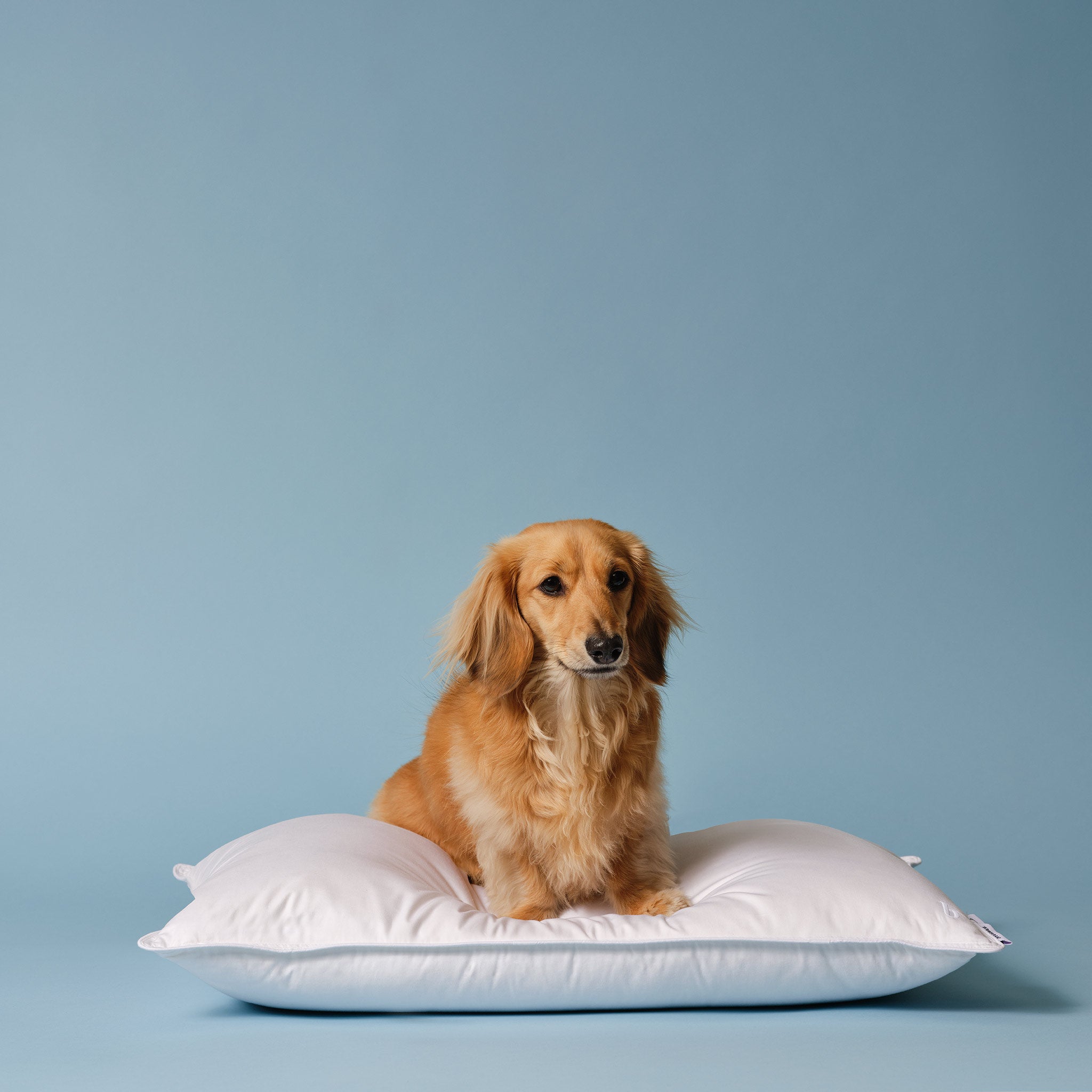 Down Pillow J6