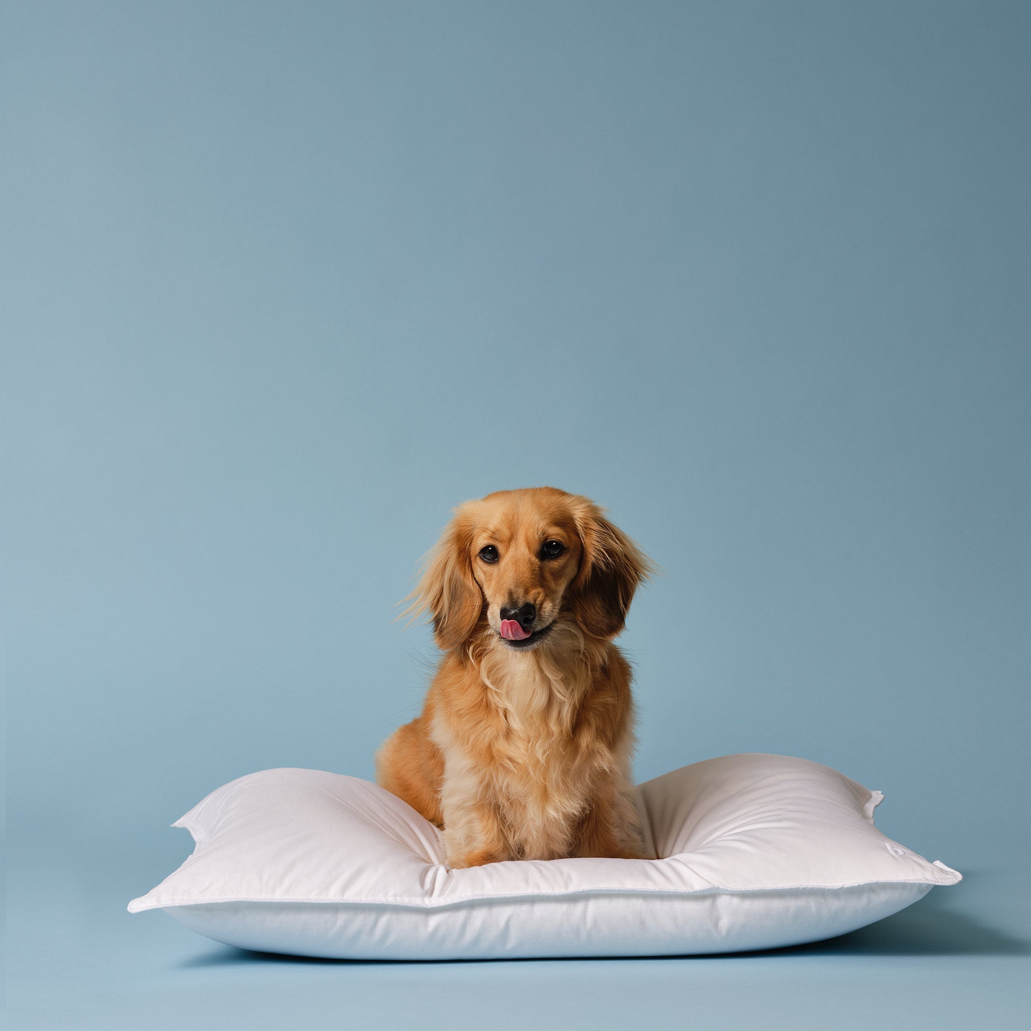 Down Pillow J6